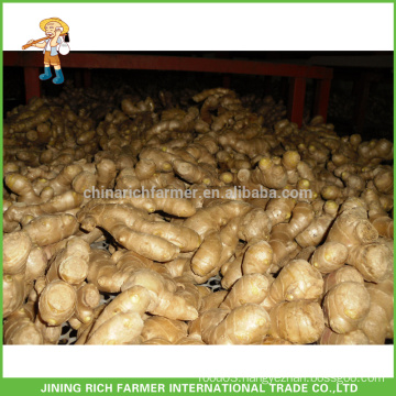 Fresh Vegetables Chinese Ginger Fresh Ginger 150g up 5kg/10kg Carton